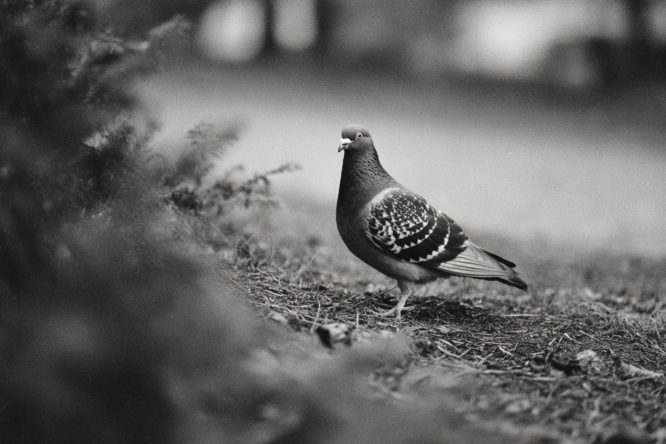 Canon Ae 1   Ilford Delta 100 135mm F4 Iso 100 1160s Soft Fin