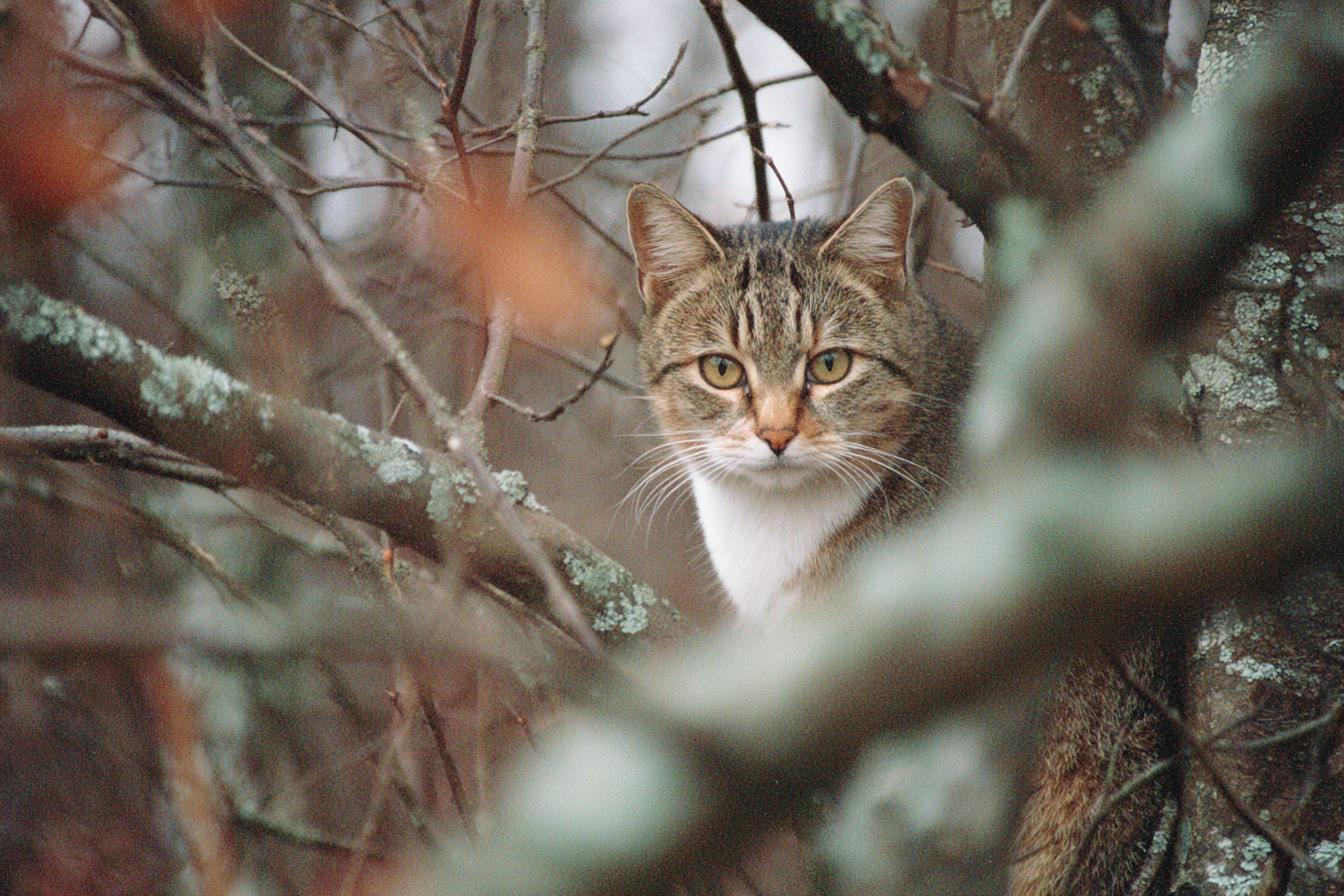 Canon Ae 1   Kodak Gold 200 200mm F5.6 Iso 200 1800s Noticeab