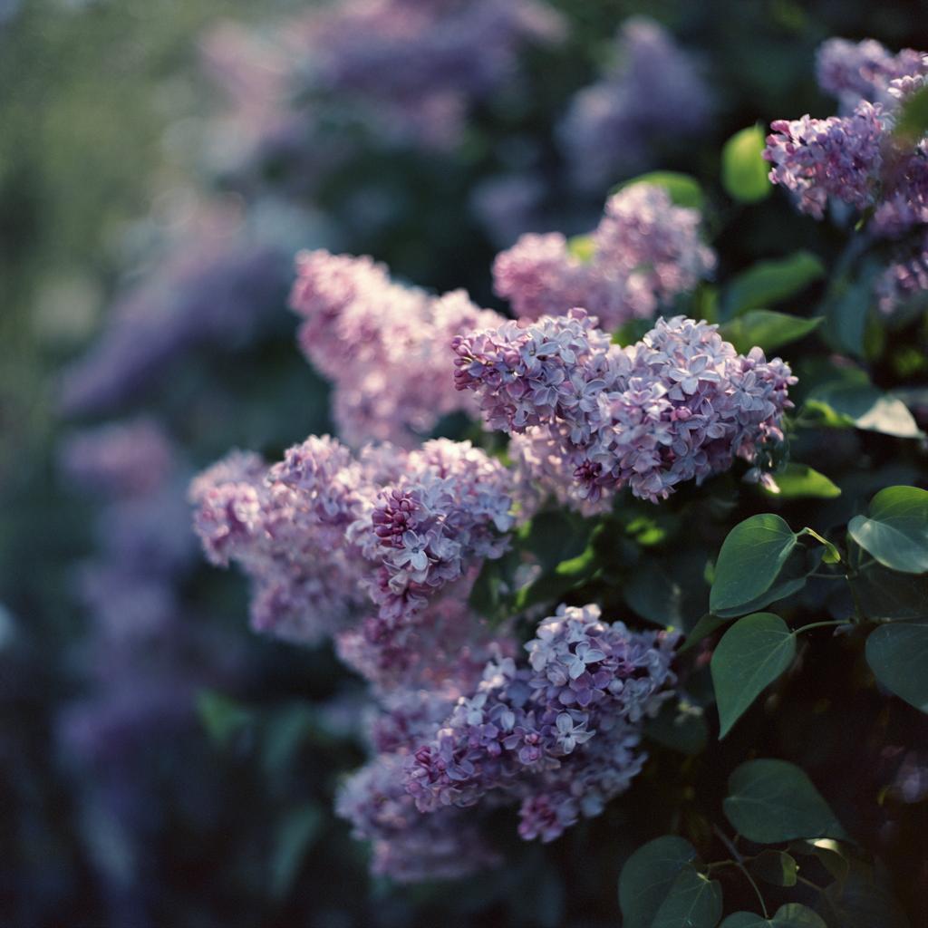 Hasselblad 500cm   Fujifilm Pro 400h 50mm F4 Iso 400 1200s Mi