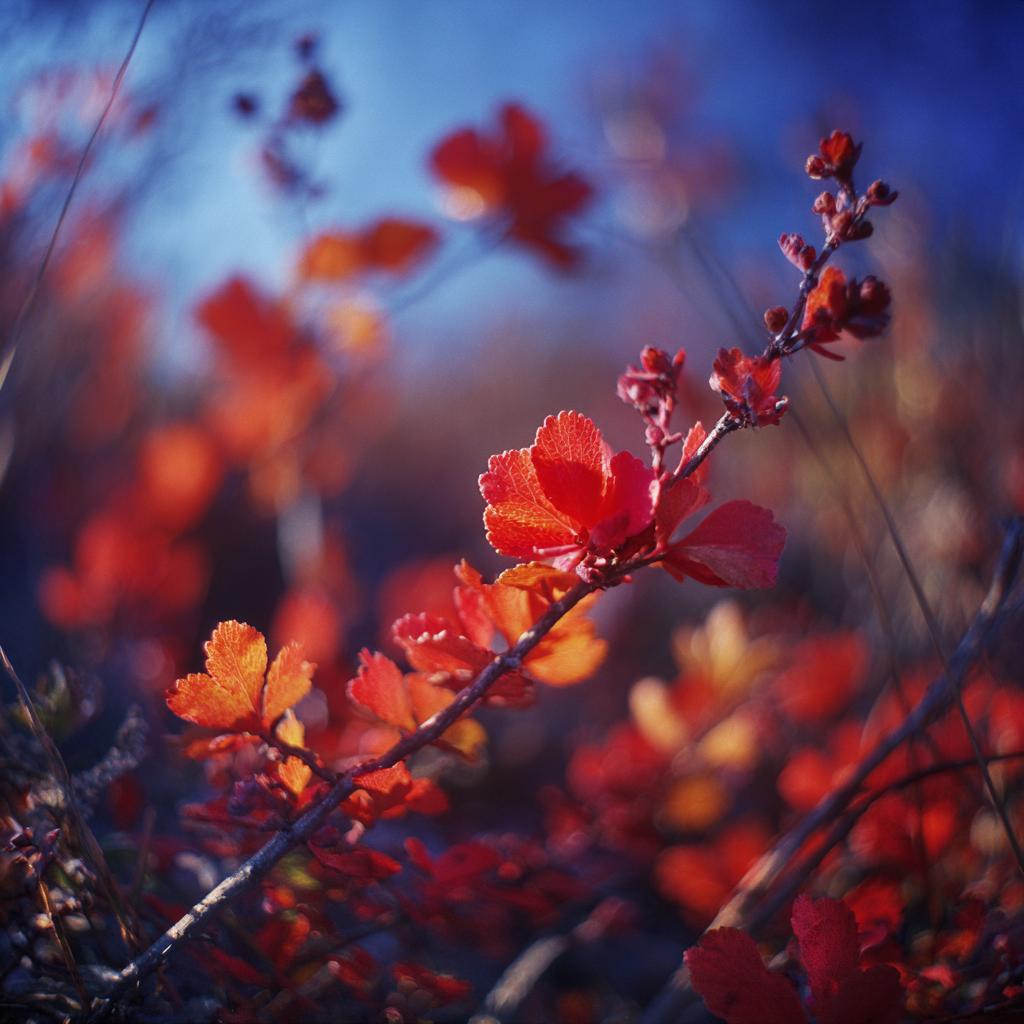 Hasselblad 500cm   Kodak Ektar 100 150mm F4 Iso 100 1500s Sat