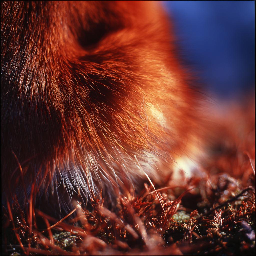 Hasselblad 500cm   Kodak Ektar 100 150mm F4 Iso 100 1500s Sat