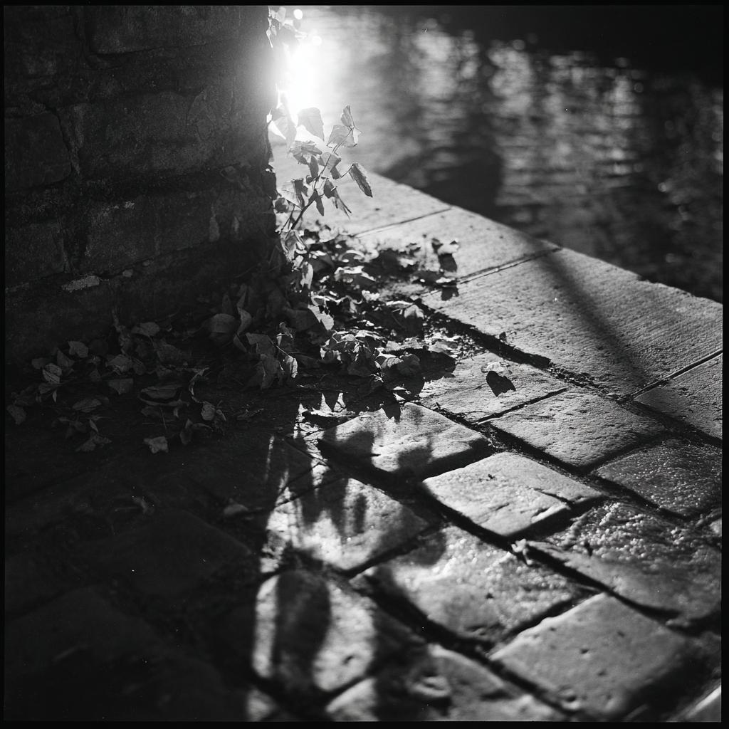 Hasselblad 500cm   Kodak Tri X 400 80mm F2.8 Iso 400 1250s Co