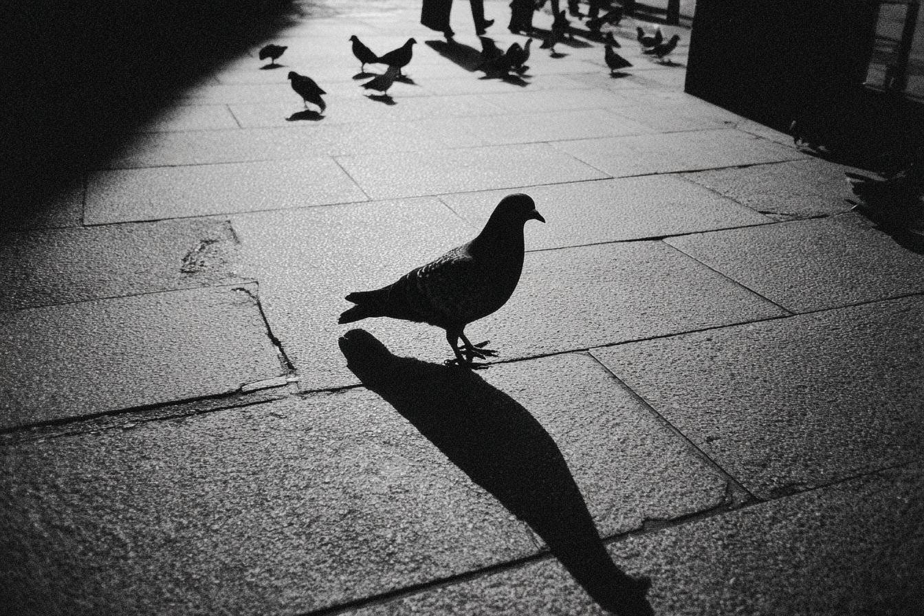 Kodak Retina Iiic   Kodak Tri X 400 35mm F4 Iso 400 1500s Gri