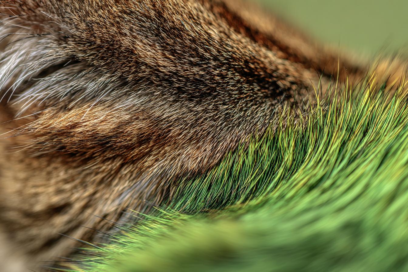 Nikon D500   200mm F4 Iso 400 11000s Vivid Natural Fur Tones