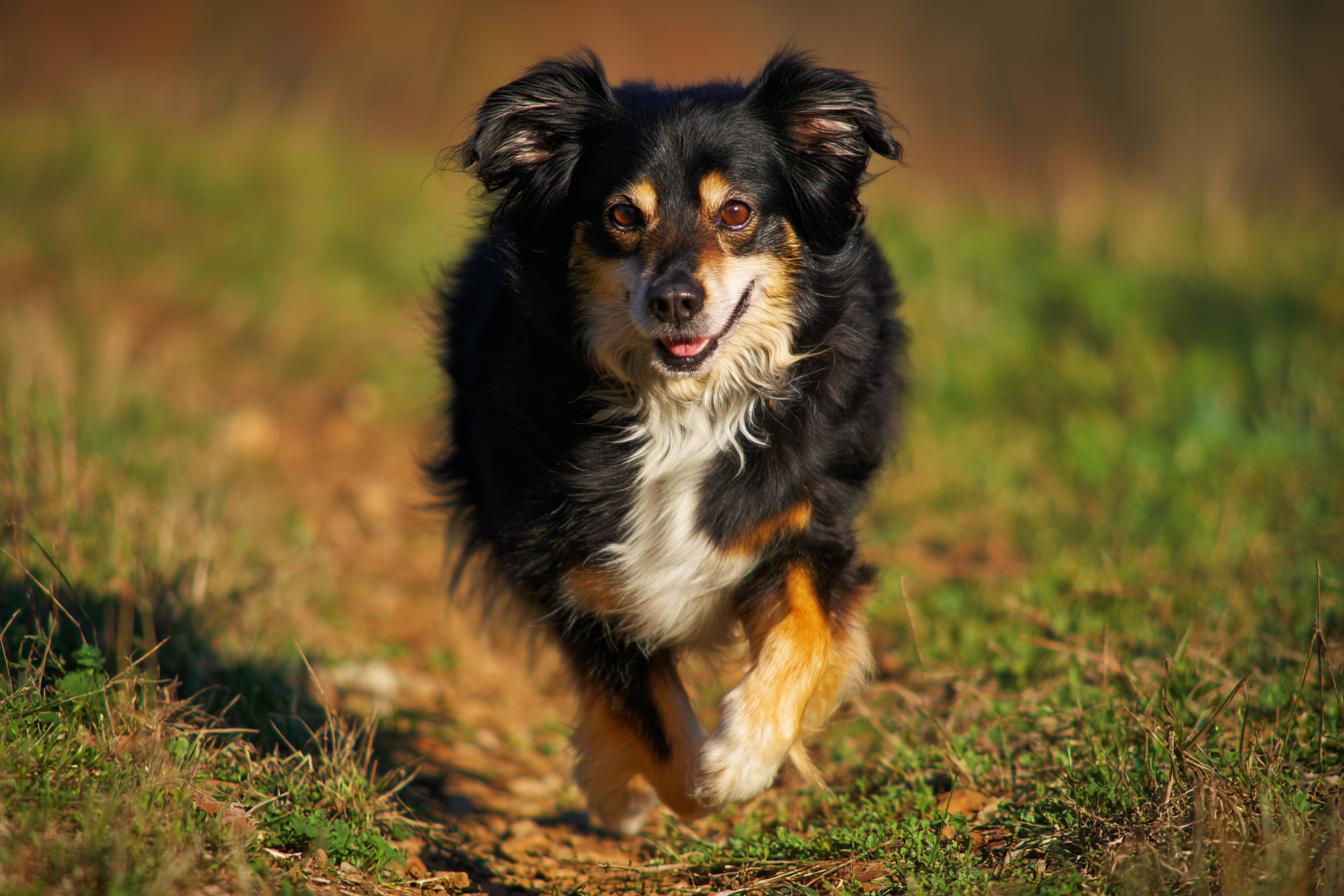 Nikon D500   200mm F5.6 Iso 500 1800s Slightly Motion Soft Fu